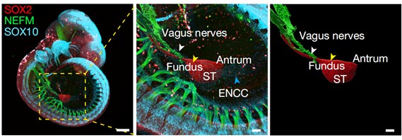 20251126 共享仪器平台Zeiss Lightsheet 7光片显微镜上机培训通知 封面图.jpg
